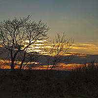 Buy canvas prints of Tree Silhouettes at Sunset 1 by Becky Dix