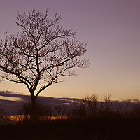 Buy canvas prints of Tree Silhouettes at Sunset 2 by Becky Dix