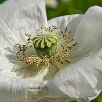 Buy canvas prints of White Poppy. by Becky Dix