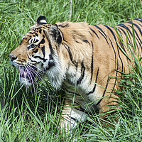 Buy canvas prints of Sumatran Tiger 1 by Becky Dix