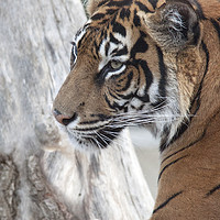Buy canvas prints of  Sumatran Tiger 2  by Becky Dix