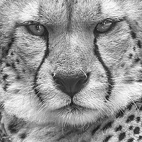 Buy canvas prints of  Cheetah, Black & White. by Becky Dix
