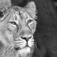 Buy canvas prints of  Asian Lion, Black & White.  by Becky Dix