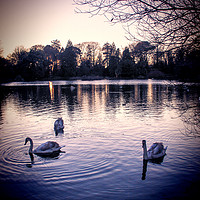 Buy canvas prints of  Swan Lake. by Becky Dix