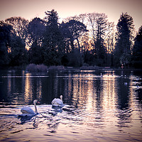 Buy canvas prints of  Swans at Sunset. by Becky Dix