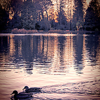 Buy canvas prints of  Ducks on the Pond.  by Becky Dix
