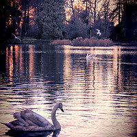 Buy canvas prints of  Swan Lake 2 by Becky Dix