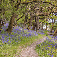 Buy canvas prints of  Land of the Bluebells by Becky Dix