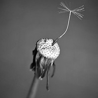 Buy canvas prints of A Solitary Seed. by Becky Dix