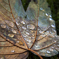 Buy canvas prints of  Raindrops. by Becky Dix