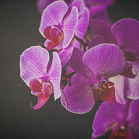 Buy canvas prints of Fuschia Orchid. by Becky Dix