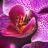 Buy canvas prints of The Beautiful Orchid. by Becky Dix