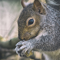 Buy canvas prints of Nuts about Nature. by Becky Dix