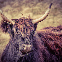 Buy canvas prints of Larry the Longhorned Highland Cow! by Becky Dix