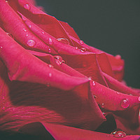 Buy canvas prints of The Red Rose 2 by Becky Dix