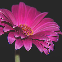 Buy canvas prints of The Gerbera. by Becky Dix