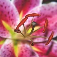 Buy canvas prints of The Stargazer Lily. by Becky Dix