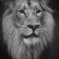 Buy canvas prints of The King. by Becky Dix
