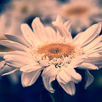 Buy canvas prints of Michaelmas Daisy. by Becky Dix