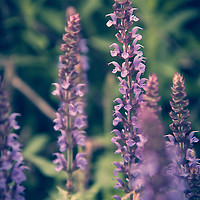 Buy canvas prints of Purple Salvia. by Becky Dix