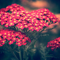Buy canvas prints of Red Yarrow. by Becky Dix