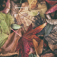 Buy canvas prints of Autumn Leaves. by Becky Dix