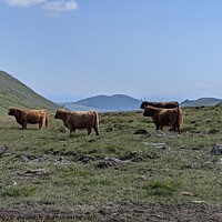 Buy canvas prints of Highland herd by Ciara Hegarty