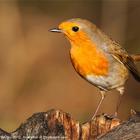 Buy canvas prints of Robin (Erithacus rubecula) by Elaine Whitby