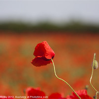 Buy canvas prints of Wild Poppie by Elaine Whitby