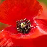 Buy canvas prints of Wild Poppy by Elaine Whitby