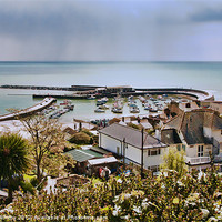 Buy canvas prints of Cobb, Lyme Regis by Elaine Whitby
