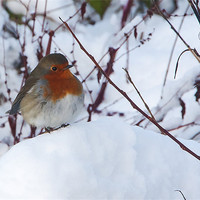 Buy canvas prints of Robin by Elaine Whitby