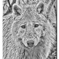 Buy canvas prints of Arctic Wolf by Elaine Whitby
