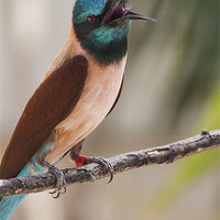 Buy canvas prints of Bee Eater by Elaine Whitby