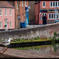 Buy canvas prints of Gull's Eye View by Rus Ki