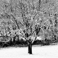 Buy canvas prints of Snowy Tree by the River by John Miller