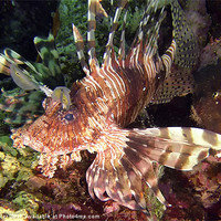 Buy canvas prints of Lionfish,Red Sea. by John Miller