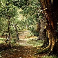 Buy canvas prints of Woodland path by Francesca Shearcroft