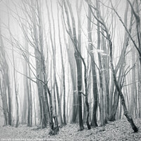 Buy canvas prints of Fog in the Forest II by Dorit Fuhg