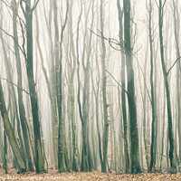 Buy canvas prints of Fog in the Forest by Dorit Fuhg