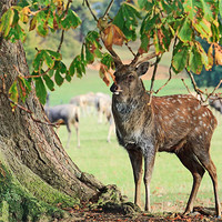 Buy canvas prints of Stag and Tree by Richard Thomas
