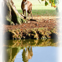Buy canvas prints of Stag and Water by Richard Thomas
