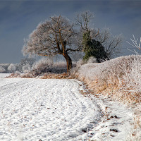 Buy canvas prints of Winter Hedgerow by Richard Thomas