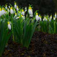 Buy canvas prints of Yellow Top Snowdrops by Richard Thomas