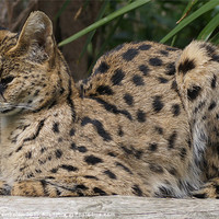 Buy canvas prints of serval by Elouera Photography