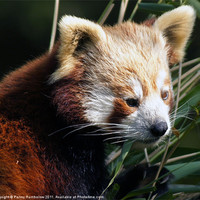 Buy canvas prints of red panda by Elouera Photography