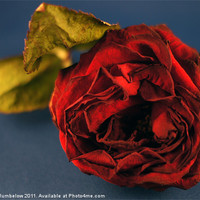Buy canvas prints of red rose by Elouera Photography