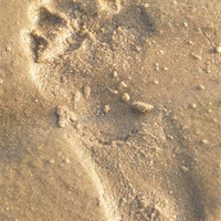 Buy canvas prints of footprint in sand by Elouera Photography