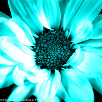 Buy canvas prints of vivid blue chrysanthemum by Elouera Photography
