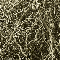Buy canvas prints of Tangled Trees by Claire Clarke